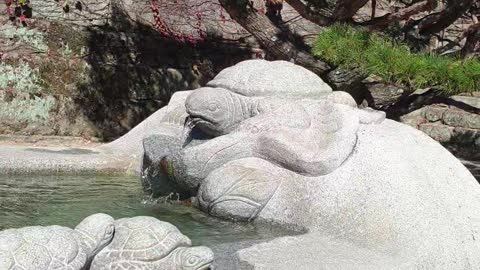 Water-throwing turtle