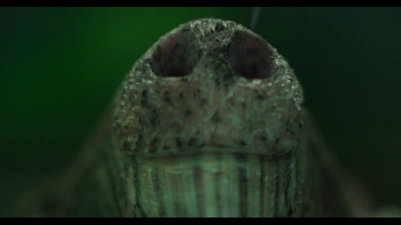 nose underwater close-up of an alligator turtle Large alligator snapping turtle in an aquarium