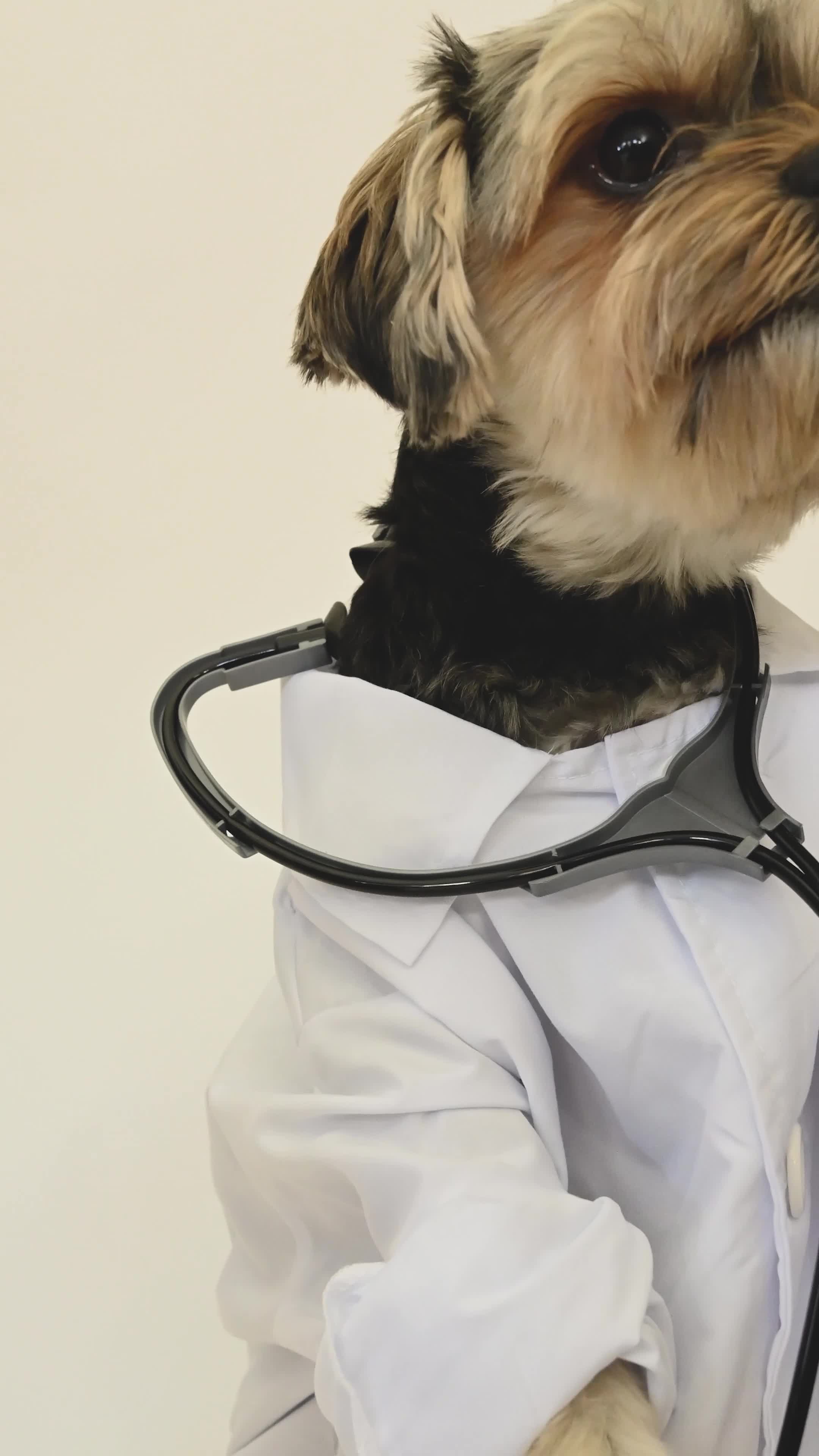 adorable puppy wearing a doctor costume