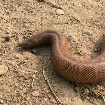 Wildlife in Close view with different perspective.
