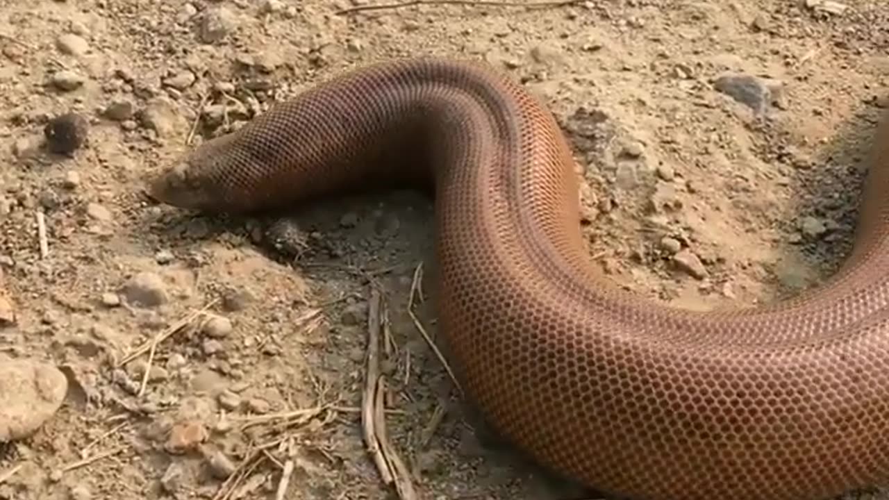 Wildlife in Close view with different perspective.