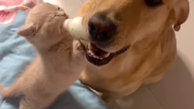 Dog is feeding the kitten with milk from the bottle