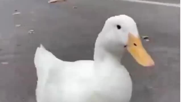 Animals :Funny video very lovely