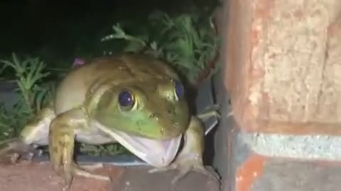 Funny sapo dog cachorro frog