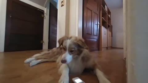 Funny Dog Videos talking_ Maxi is getting call, who could be_ (VR180 3D)