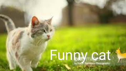 Funny cat|try not laugh