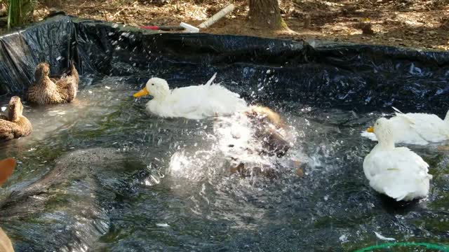 Ducks Being Ducks