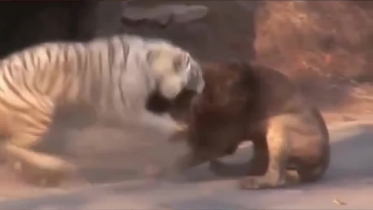 Lion and Tiger fight