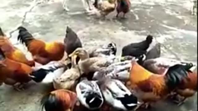 Chicken VS Dog Fight