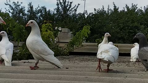 Domestic pigeons