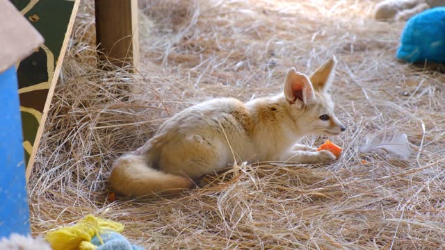 young fox eating bab of hays