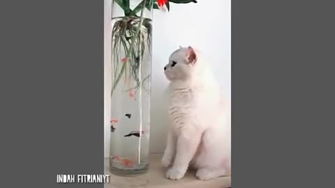 The funny cat in the world