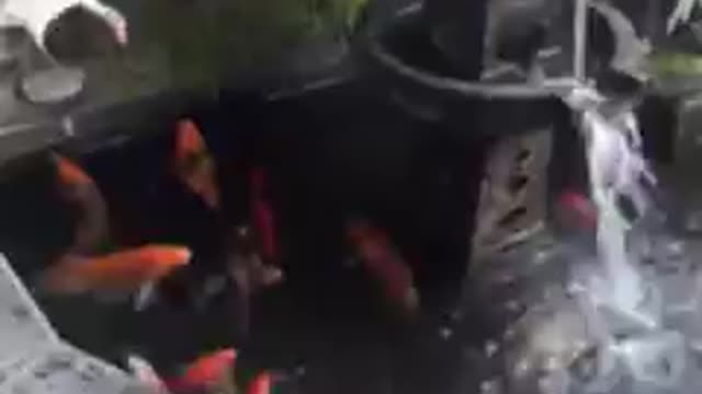 Koi fish pond