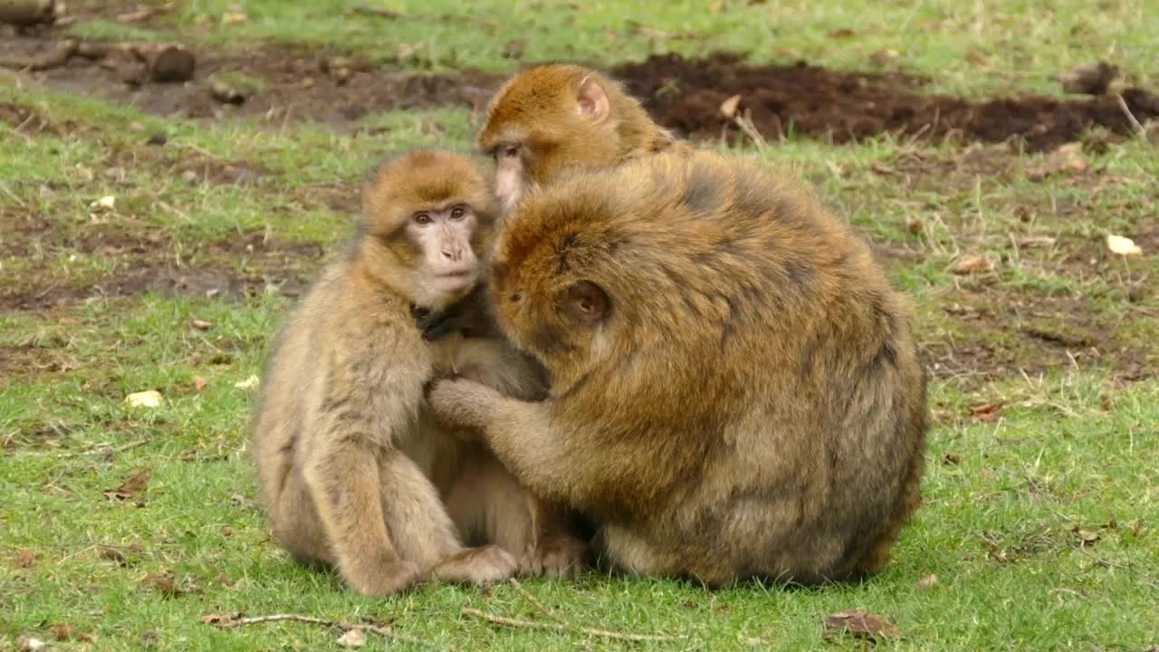 Lovely monkeys show