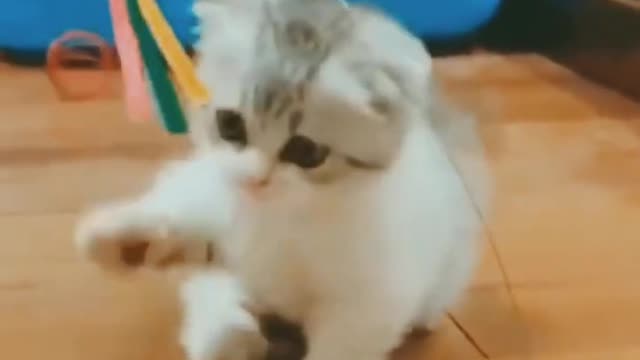 Baby Cats - Cute and Funny Cat Videos Compilation II @catanddogempire. #shorts #short #shortvideo #3