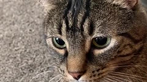 The Funniest Cat Videos on the Internet