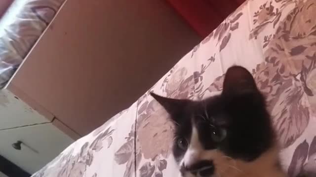 My cat is a piece haha