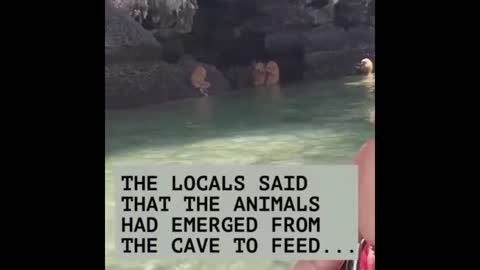 Ape Or Man Or Strange Creatures