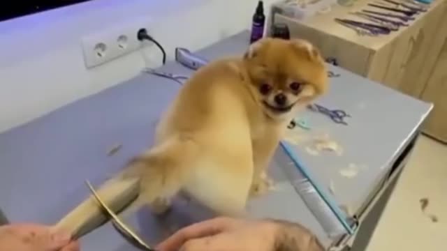 NEW WAY TO CUT A DOGS TAIL HAIR