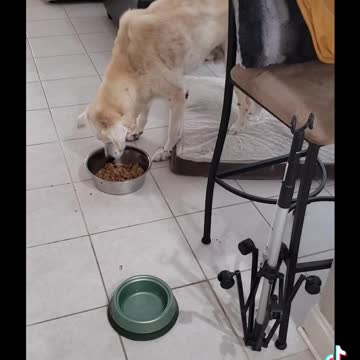 Feeding Ben Science Diet