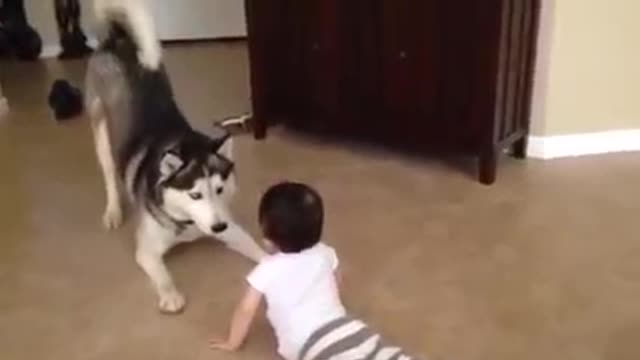 dog playing with small child☺️