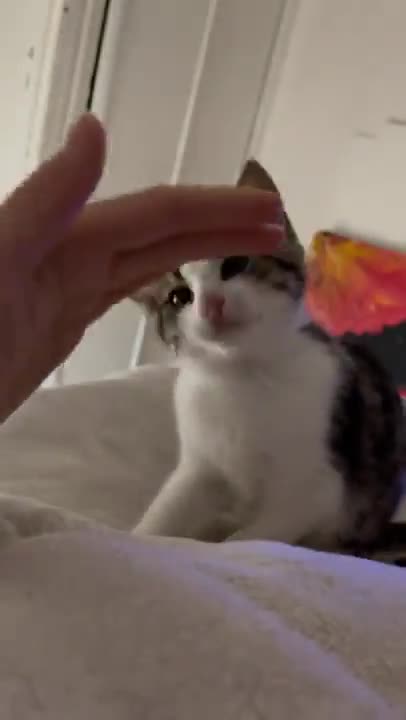 A cute cat playing with me