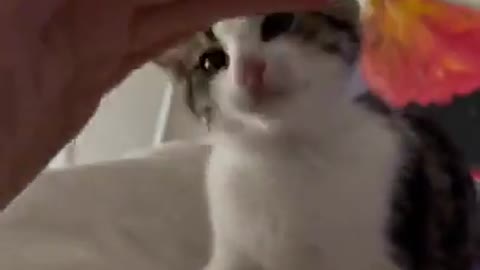 A cute cat playing with me