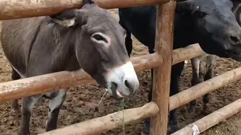 donkey eating grass