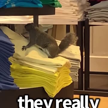 Squirrels Just Wana Have Fun