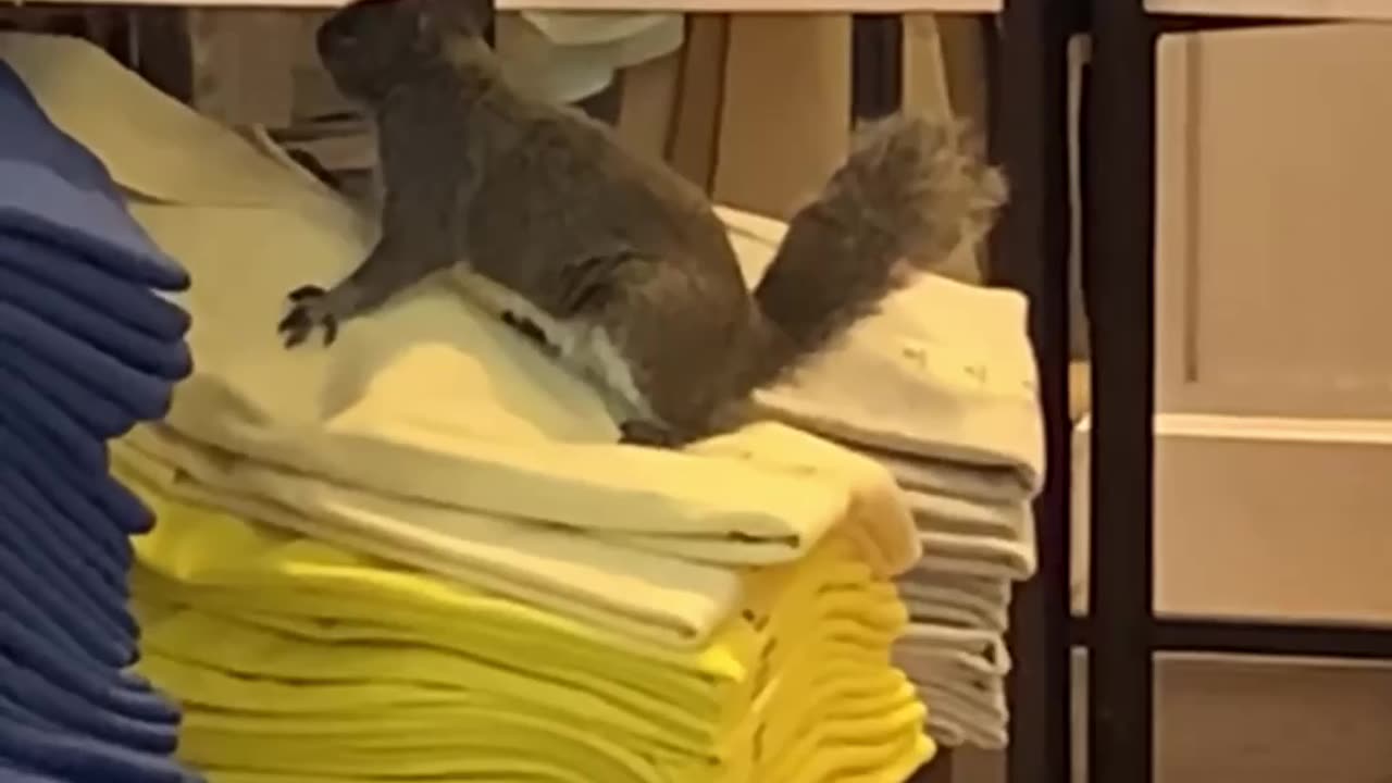 Squirrels Just Wana Have Fun