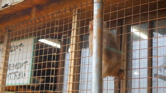 Adorable Little Monkey On The Roof Gets Caught In The Rain And Struggles To Get Off