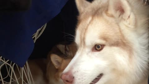 Husky howls while sitting next to 2 small corgi