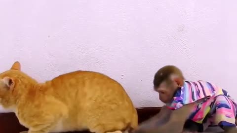 Funny Monkey vs Cat