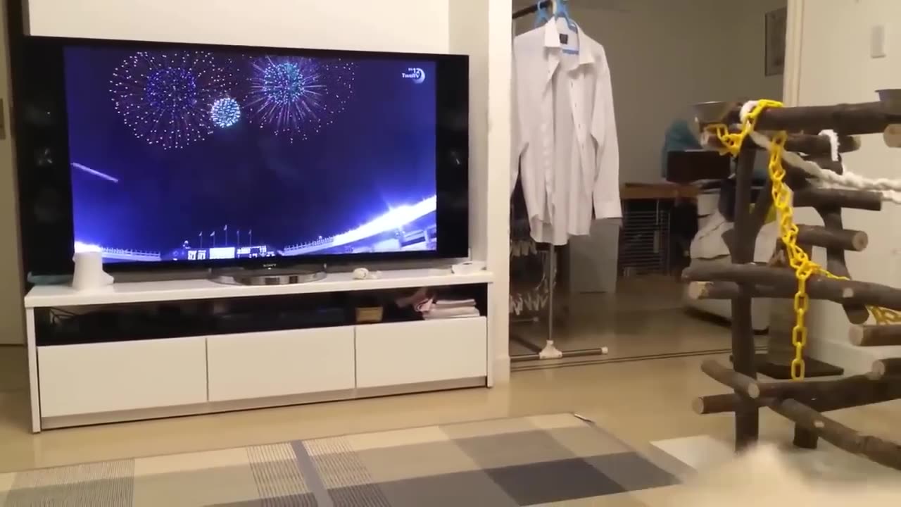 Funny videos of dogs compilation