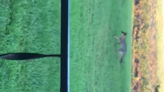 Fox runs across our yard in Stapleton, GA