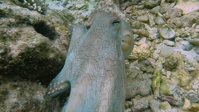 Octopus Exhibits Crazy Color Change