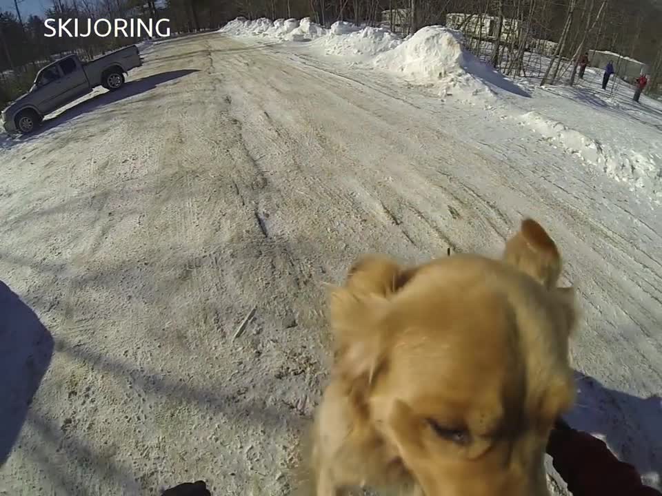 Skijoring with a Golden Retriever