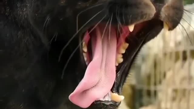 Black Panther Yawning