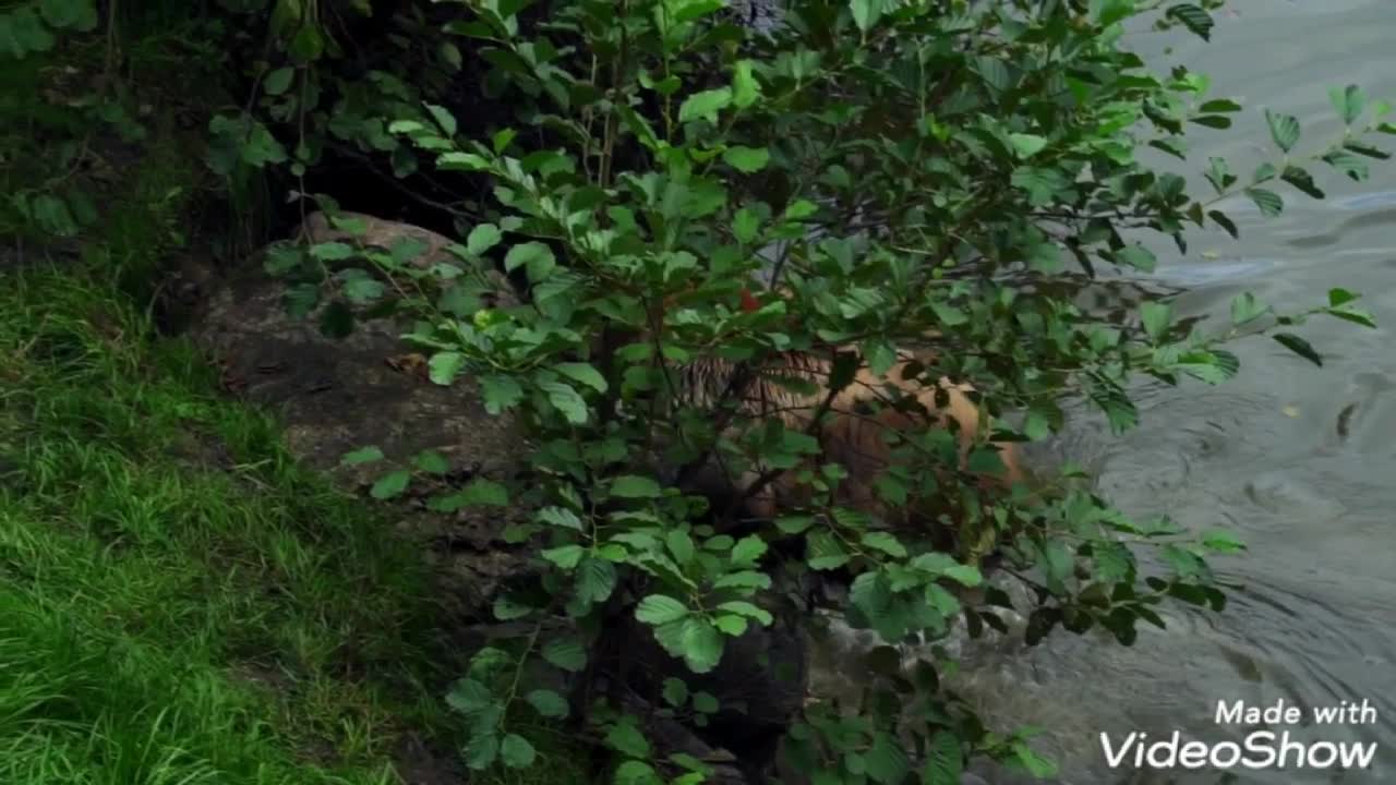 Watch the bear while swimming in the lake