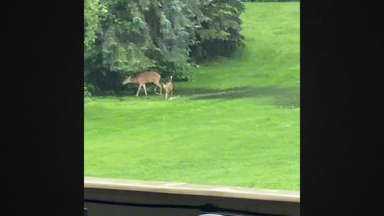 In the Rain, the Happiest Deer: Unveiling Nature’s Joy