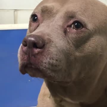Pitbull en estado de lactancia llora desconsoladamente tras ser separada de sus cachorros