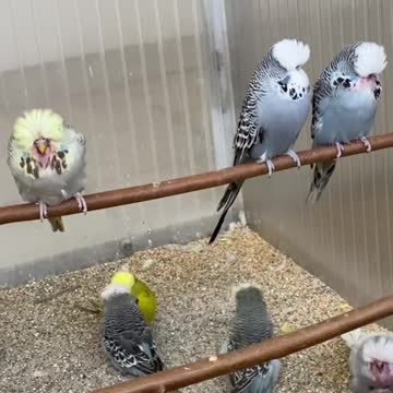 A group of lovebirds eat grain and sing