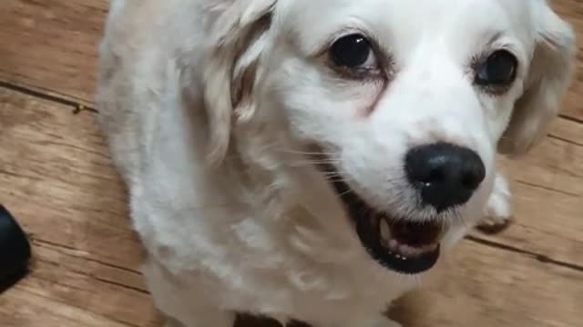 Looking up at a pleasant puppy guardian