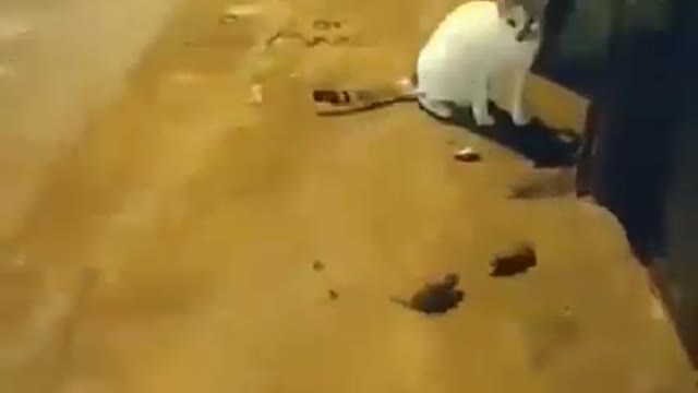 I can't give you what these rats