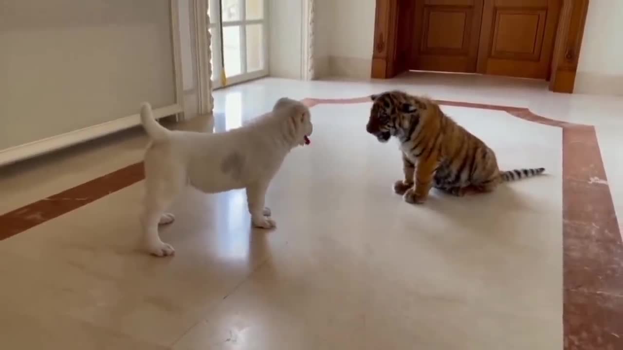 Pup vs Cut small Tiger fight scene video.by bobcassady video.