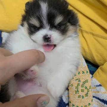 Lovely little dog licking his owner's finger