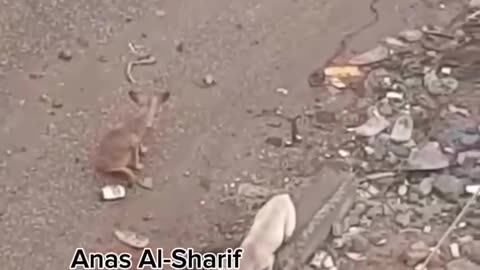 A horrific footage shows a dog eating the body of a Palestinian (Graphic)