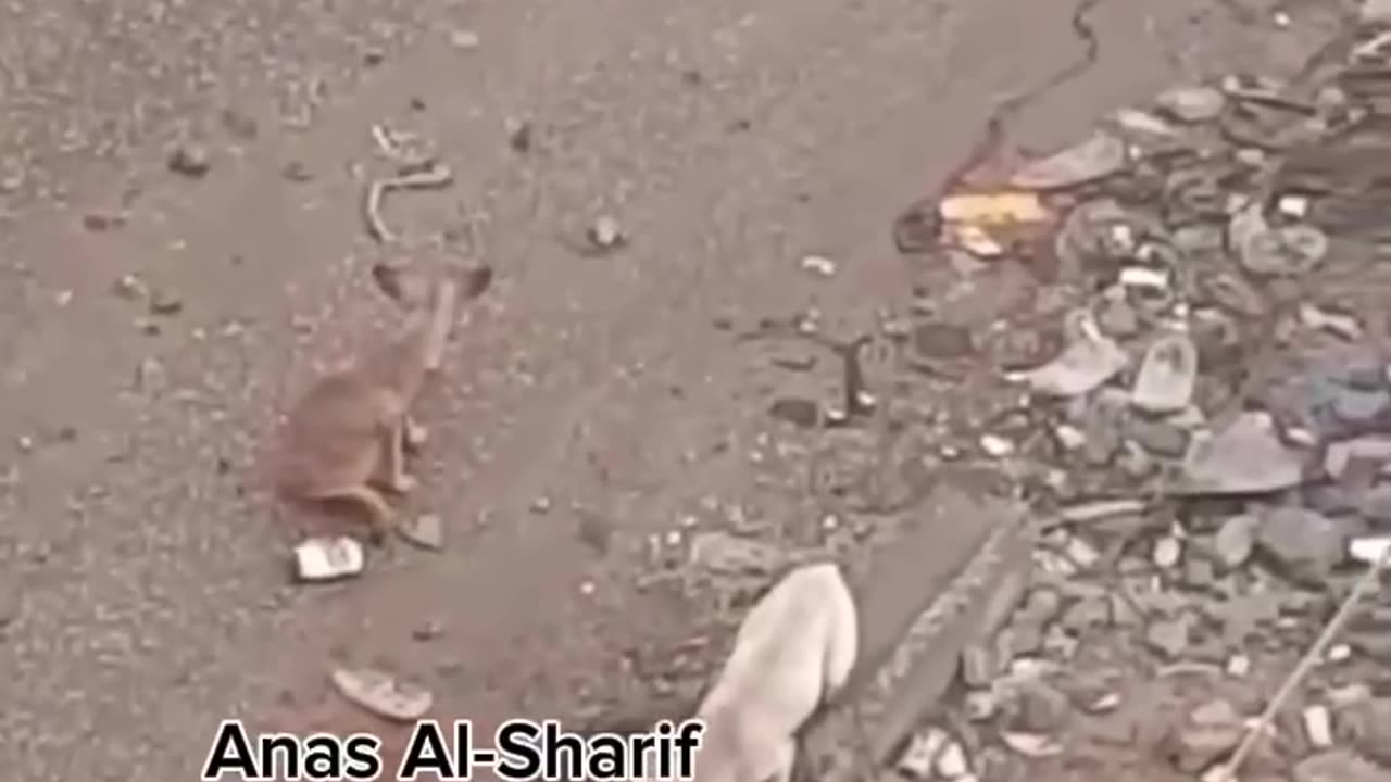 A horrific footage shows a dog eating the body of a Palestinian (Graphic)