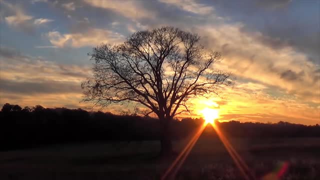 The sunset behind a Tree