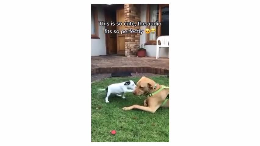 Funny dog